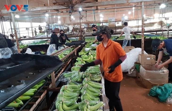 Les bananes traitées dans une usine de Hung Son. Photo: VOV