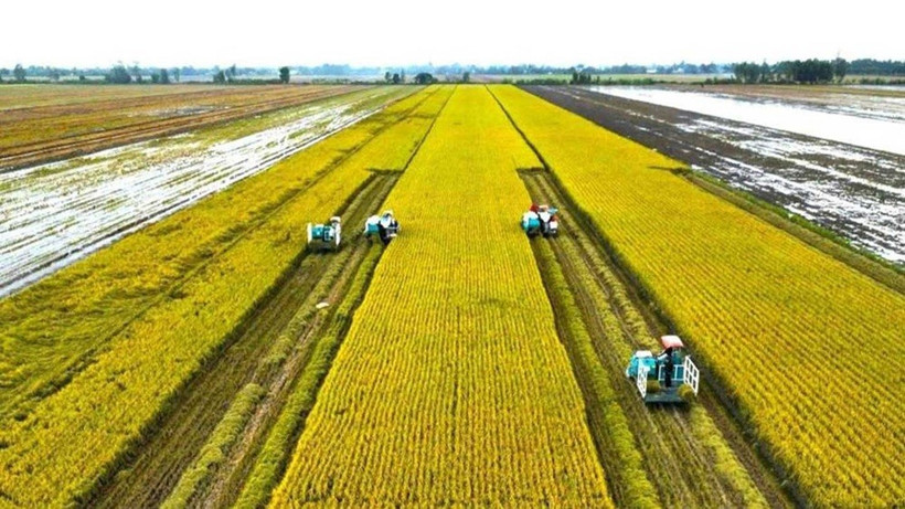 Récolte de riz de haute qualité à faibles émissions. Photo : Ta Quang/Laodong