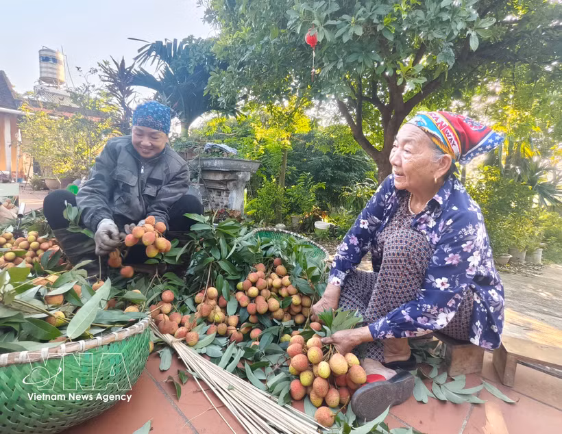 Des agricultrices de Bac Ninh récoltent les litchis. Photo : VNA