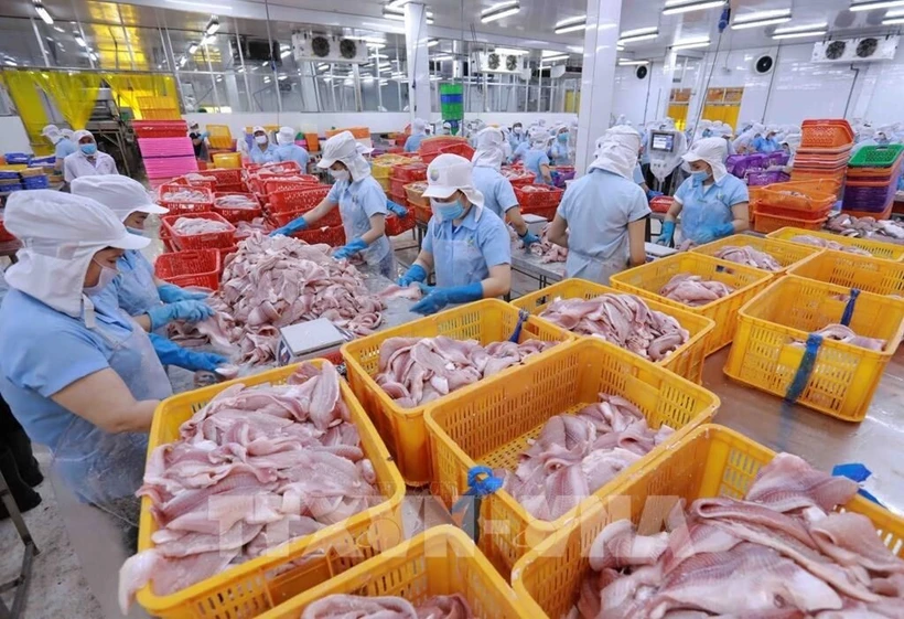 Classification des produits à base de filets de pangasius dans l'usine de la compagnie Navico. Photo: VNA