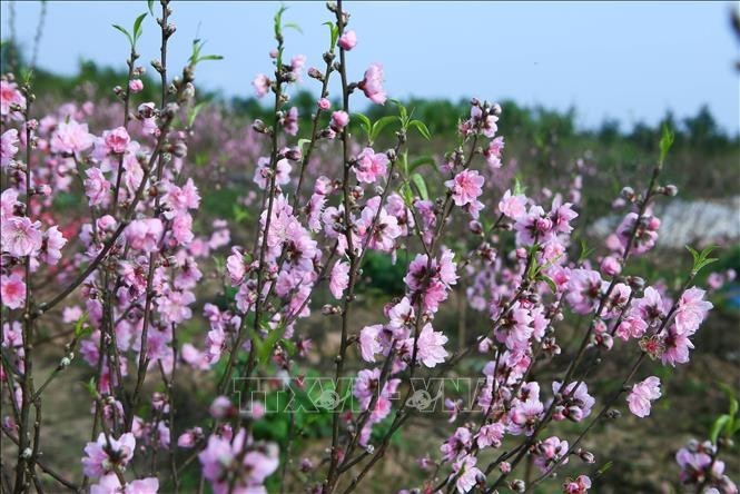 Lorsqu’une vingtaine d’hectares de jardins de pêchers dans le quartier de Vi Khê ont fleuri prématurément, les agriculteurs se sont retrouvés dans une situation difficile. Photo: VNA