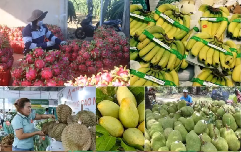 Le Premier ministre ordonne des mesures proactives pour stimuler la consommation de produits agricoles. Photo : VNA