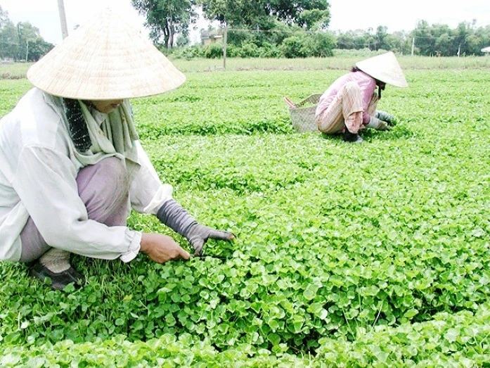 La commune de Quang Tho, dans le district de Quang Diên, cultive environ 70 hectares de pennywort, dont 50 hectares sont certifiés VietGAP et 1,5 hectare en agriculture biologique. Photo: Vneconomy