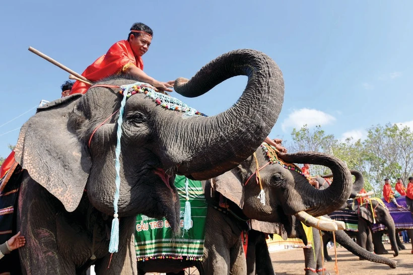 Un éléphant de Buôn Dôn, province de Dak Lak, sur les Hauts Plateaux du Centre. Photo : CVN