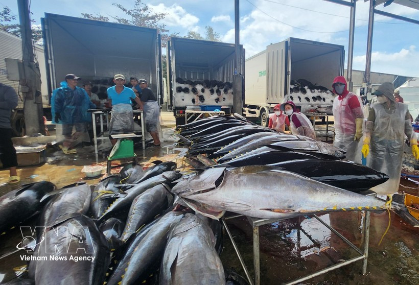 Des commerçants achètent du thon au port de pêche de Tam Quan, dans la province de Gia Lai. Photo : VNA