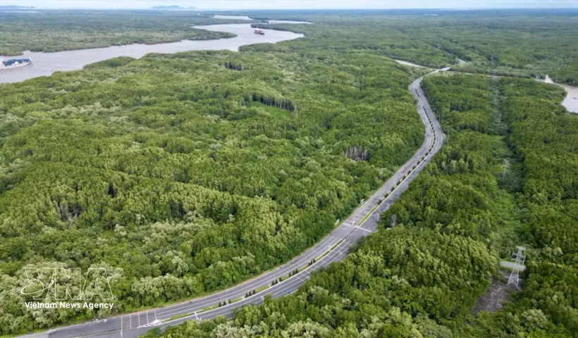 La mangrove de Cân Gio, un écosystème crucial de "puits de carbone", contribue à la génération de crédits carbone pour le fonctionnement du marché du carbone vietnamien. Phto: VNA