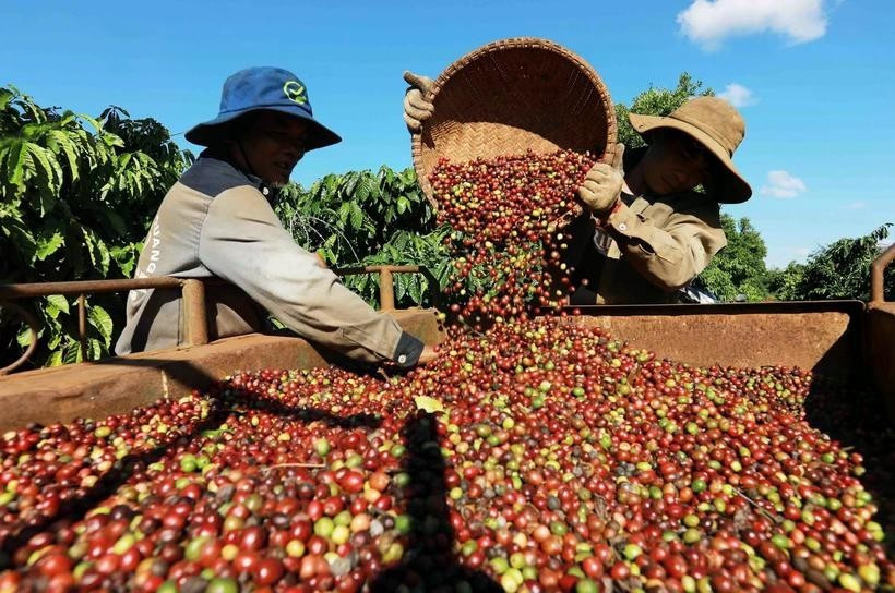 En 2025, les exportations de café vietnamien devraient continuer à croître grâce à une augmentation de l’offre et à une demande mondiale en expansion. Photo: VNA