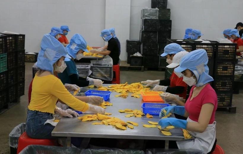 Des ouvriers travaillent dans une entreprise privée dans le district de Lâp Vo, province de Dông Thap (Sud). Photo: VNA