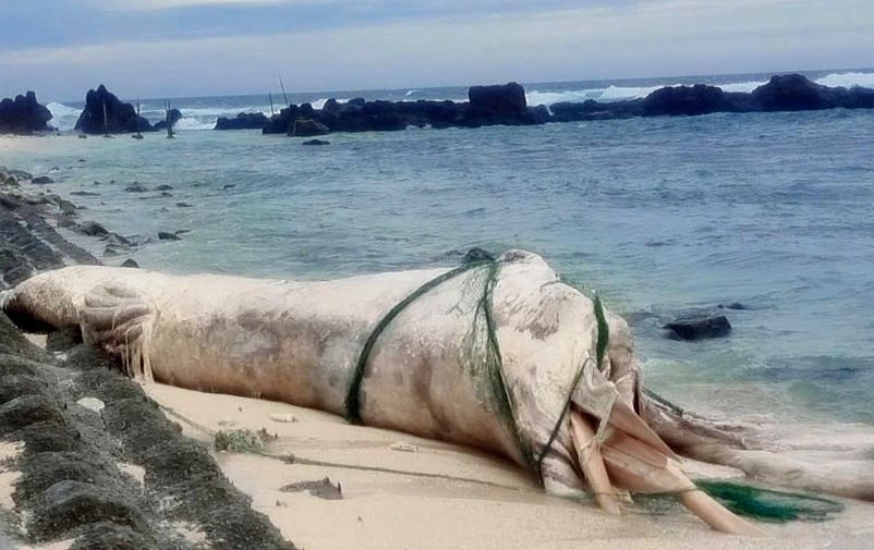 Carcasse de baleine échouée près du site de Hon Dun, sur l'île de Be, zone spéciale de Ly Son.