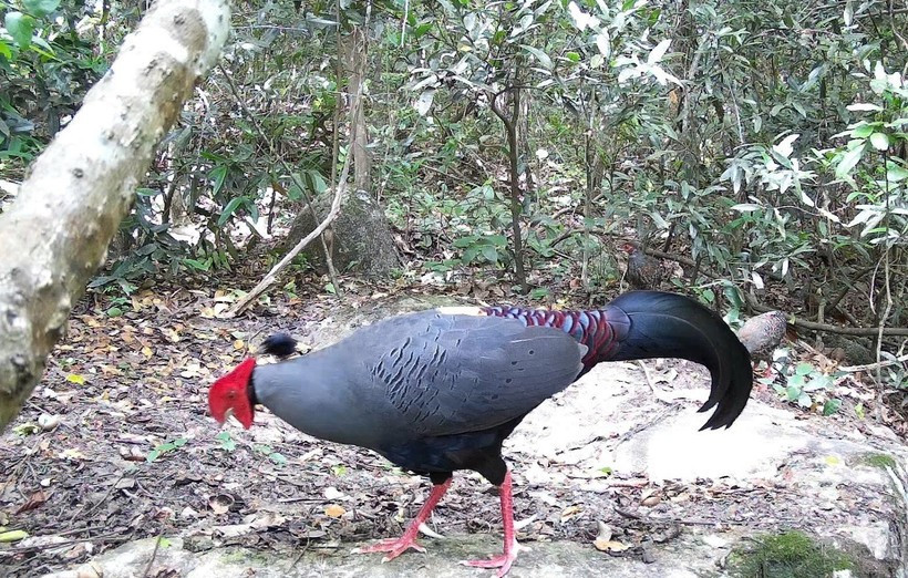 Le lopura diardi, inscrit au Livre rouge du Vietnam, est présent dans la réserve naturelle d’Ea So. Photo : VNA