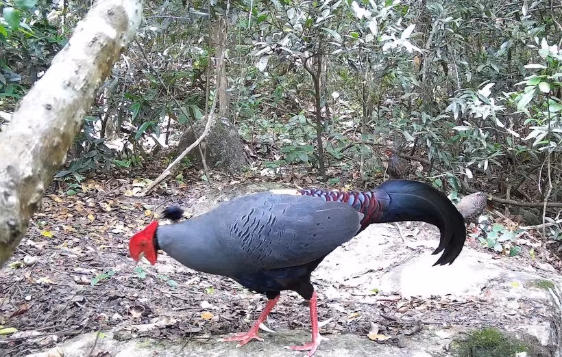 Le lopura diardi, inscrit au Livre rouge du Vietnam, est présent dans la réserve naturelle d’Ea So. Photo : VNA
