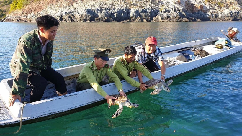 Des gardes forestiers du parc national de Côn Dao relâchent deux tortues rares dans la baie de Dâm Tre. Photo: CTV