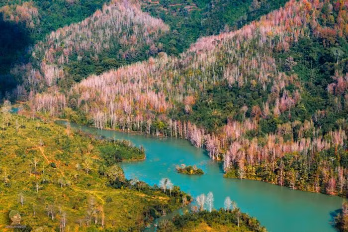 Un coin de la forêt d'érables dans la province de Quang Tri (Centre). Photo: Trân Dinh Duc Hiêu/dulichvietnam.com.vn