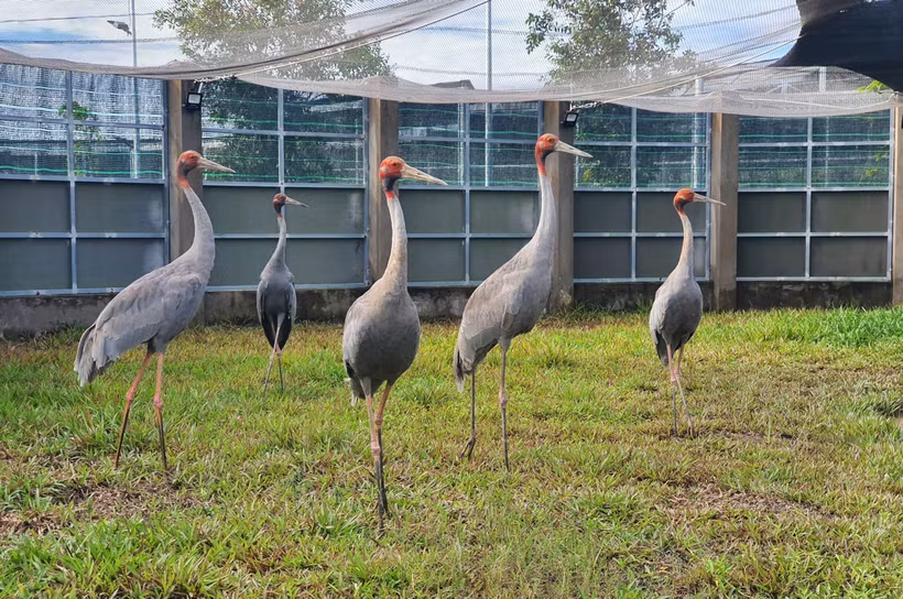 Des grues à tête rouge au Parc national de Tràm Chim, dans la province de Dông Thap. Photo diffusée par la VNA