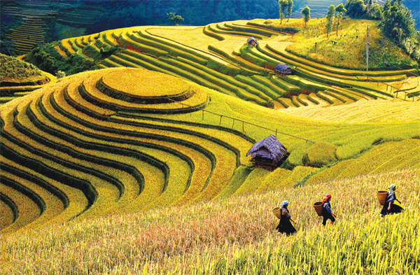 Les rizières en terrasses à Mù Cang Chai (province de Yên Bai) . Photo: hanoimoi.vn