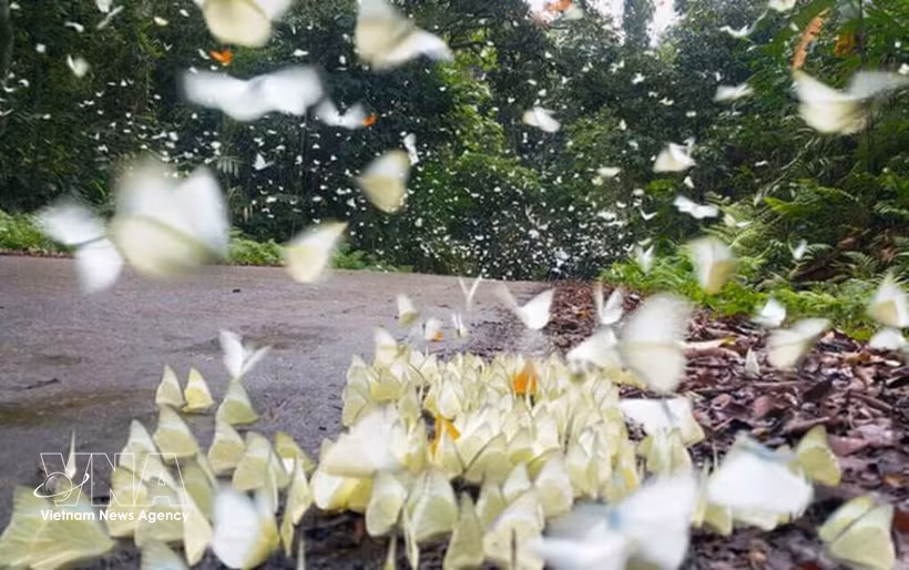 Papillons au Parc national de Cuc Phuong. Photo : VNA