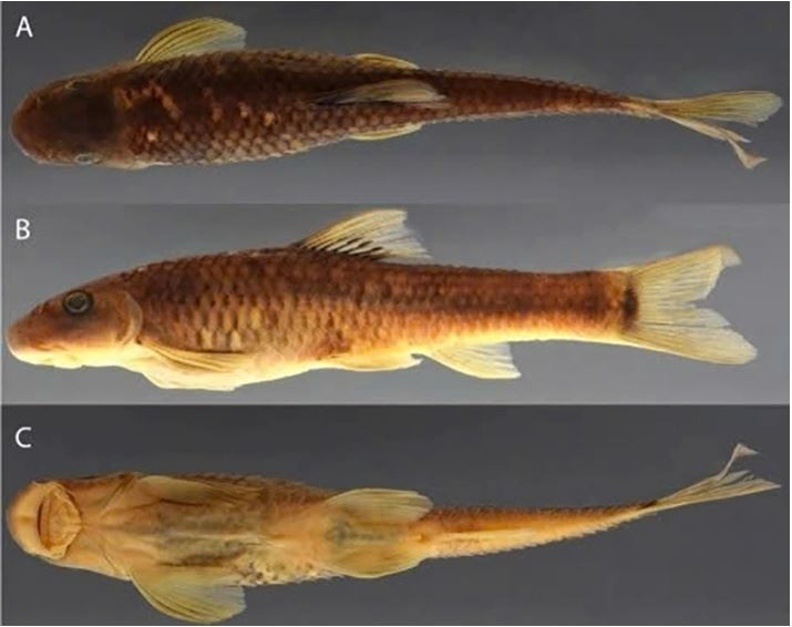 Le poisson-ventouse Supradiscus varidiscus est l'une des deux nouvelles espèces recensées au Vietnam par le Muséum américain d'histoire naturelle, qui en a identifié plus de 70. Photo : bioone.org