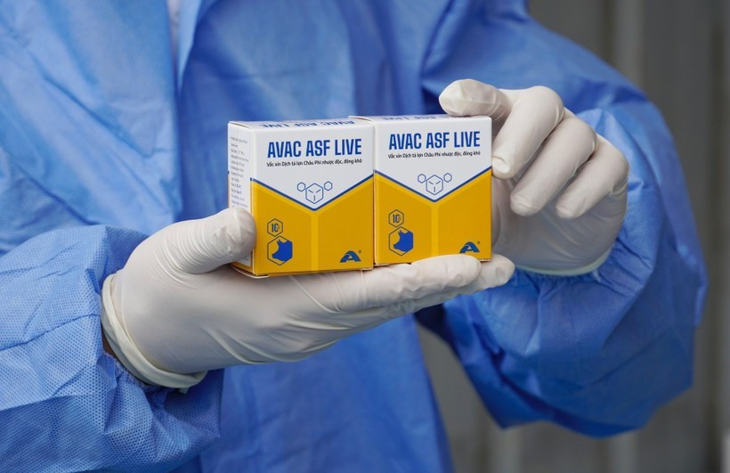 Le vaccin contre la peste porcine africaine AVAC ASF LIVE. Photo : AVAC