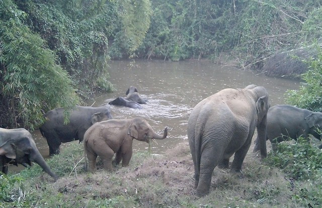 Les experts soulignent que des données spécifiques sur les éléphants mâles, femelles et juvéniles peuvent les aider à évaluer avec précision le potentiel de maintien et de croissance de la population de l’espèce. Photo : gracieuseté de Humane World for Animals
