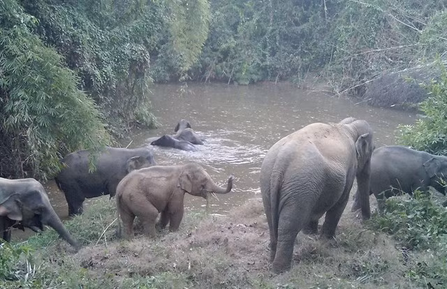 Les experts soulignent que des données spécifiques sur les éléphants mâles, femelles et juvéniles peuvent les aider à évaluer avec précision le potentiel de maintien et de croissance de la population de l’espèce. Photo : gracieuseté de Humane World for Animals