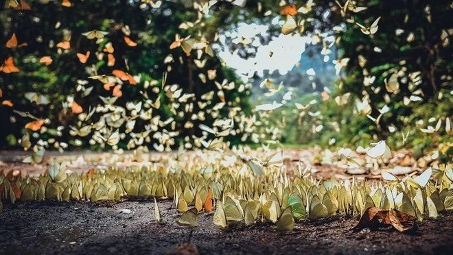 Papillons au Parc national de Cuc Phuong. Photo: dulichninhbinh.com.vn