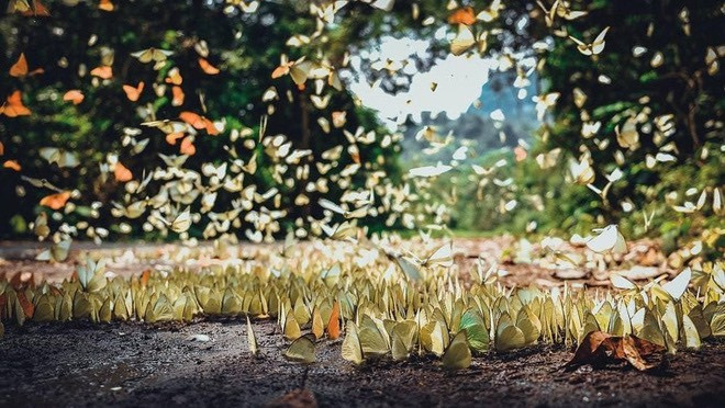Papillons au Parc national de Cuc Phuong. Photo: dulichninhbinh.com.vn