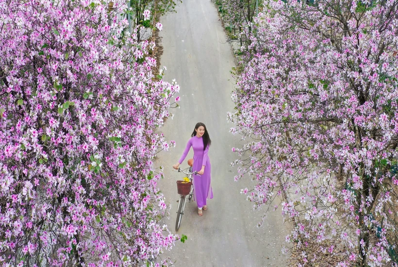 Jeune fille à l'ombre des Ban (bauhinie). Photo: thinhvuongvietnam.com