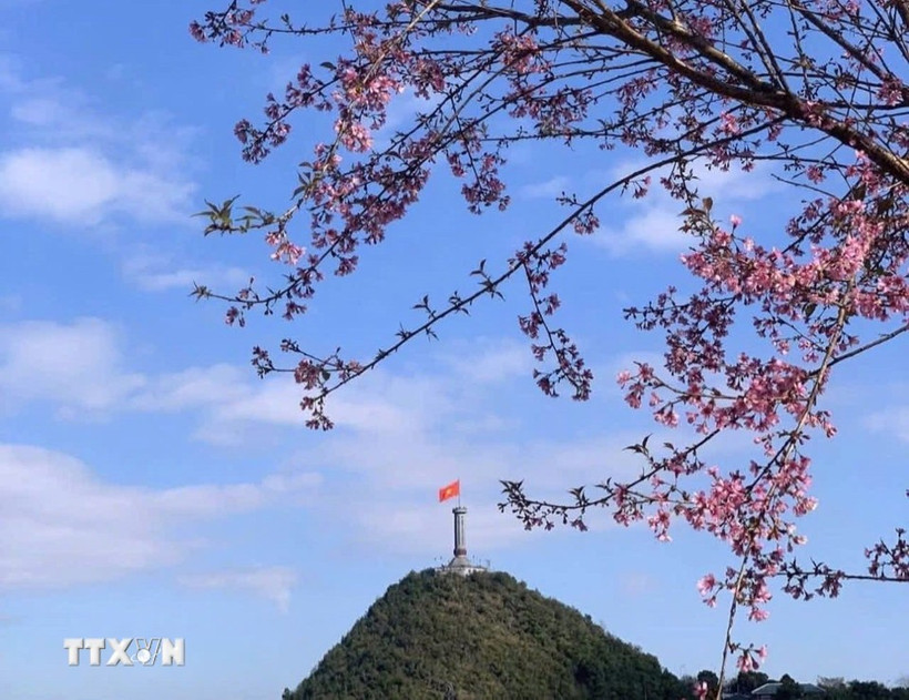 Lung Cu célèbre la floraison éphémère des cerisiers. Photo: VNA