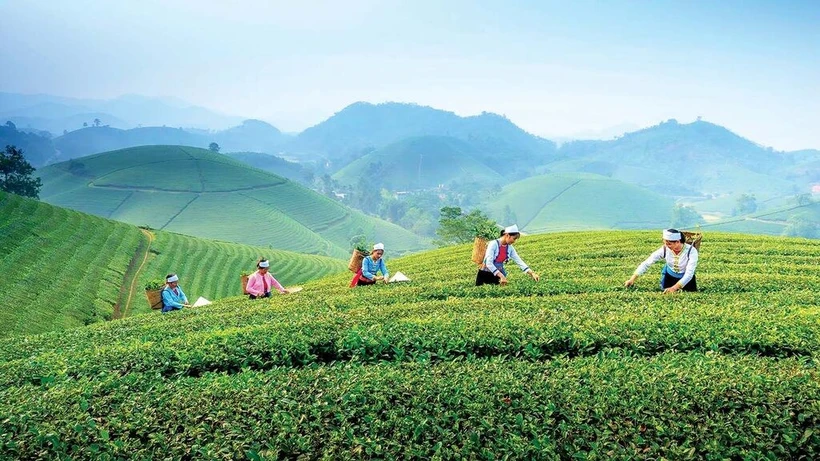 La région de thé de spécialité de Tân Cuong. Photo : DT