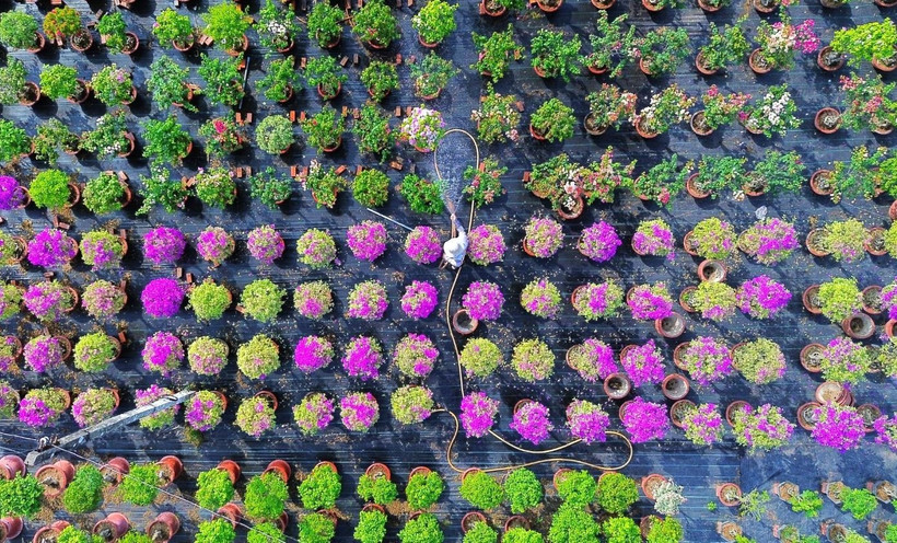 Les fleurs de toute sorte de couleurs. Photo: plo.vn