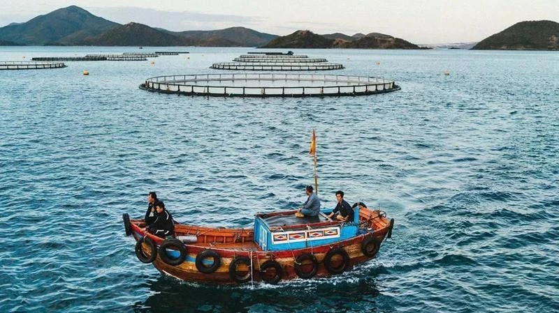 La zone d'élevage des produits aquatiques de la Sarl Australis Vietnam, située dans la baie de Vân Phong, province de Khanh Hoa. Photo : nhandan.vn