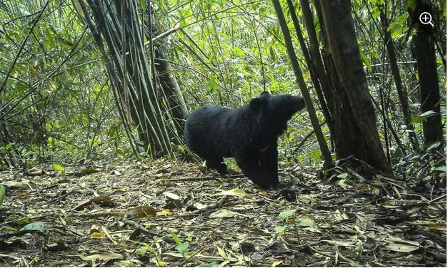 Un système de pièges photographiques enregistre l’ours noir d'Asie dans le parc national de Chu Mom Ray. 