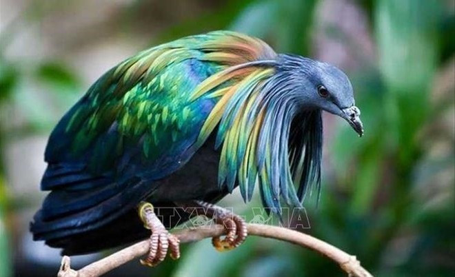 Un pigeon de Nicobar à Côn Dao. Photo: VNA