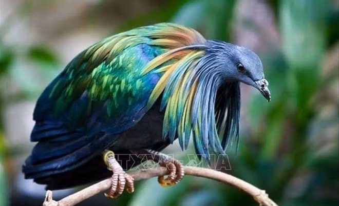 Un pigeon de Nicobar à Côn Dao. Photo: VNA