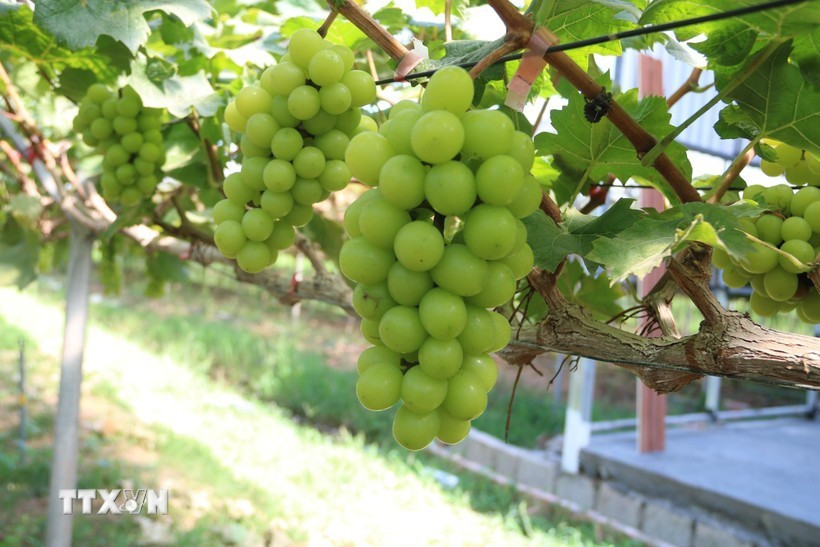  Les entreprises avec une bonne compréhension et une bonne approche de leurs enjeux ESG sont plus performantes sur le long terme et créent davantage de valeur. Photo: VNA