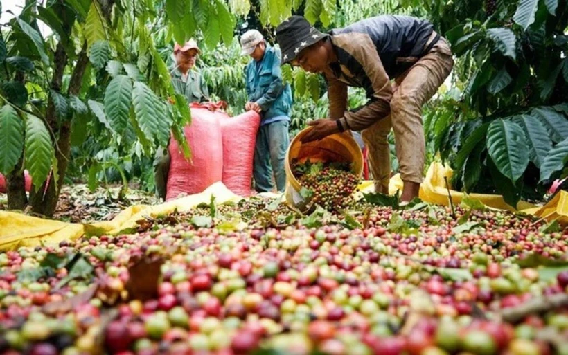 Dans les Hauts Plateaux du Centre, principal centre de production de café du Vietnam, les prix du café ont fortement augmenté.