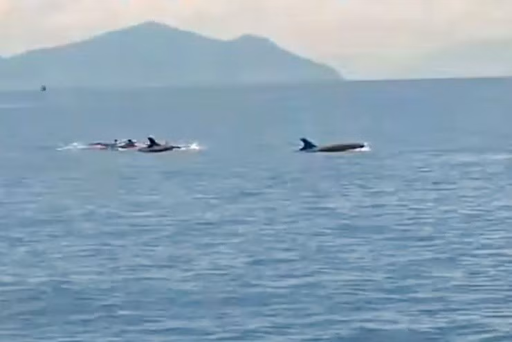 Des dizaines de grands dauphins ont été observés le 18 mai près de la zone de Hon Dung, à environ 10 km de la côte de Nha Trang. Photo : dauphins 24h.com.vn
