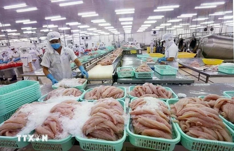 La reconnaissance officielle par le Département américain de l'Agriculture de l'équivalent du système vietnamien de contrôle de la sécurité alimentaire de poisson tra vietnamien exporté vers les Etats-Unis facilitera l’accès et l’expansion du marché pour les produits vietnamiens. Photo : VNA