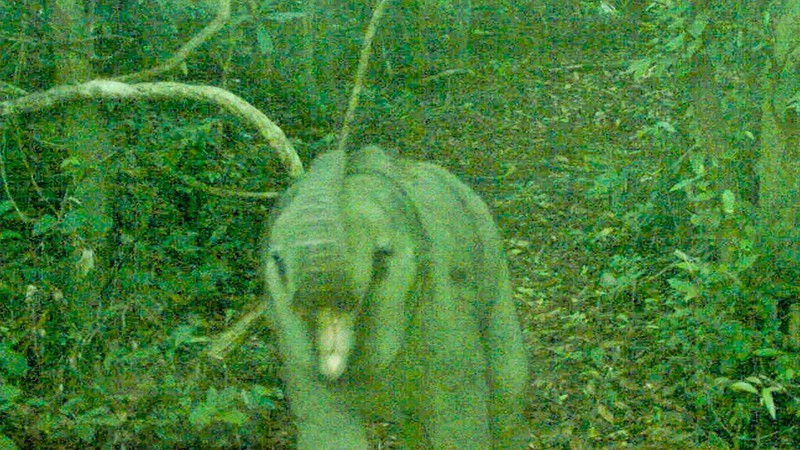 Une photo du bébé éléphant prise le 8 juillet. Photo : Zone de conservation des espèces et de l'habitat des éléphants