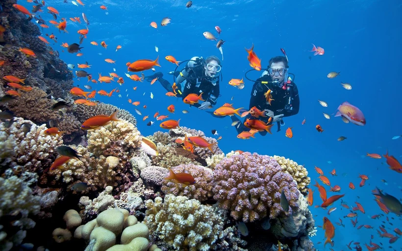 Récifs coralliens riches et diversifiés dans le Parc national de Côn Dao, province de Bà Ria-Vung Tàu (Sud). 