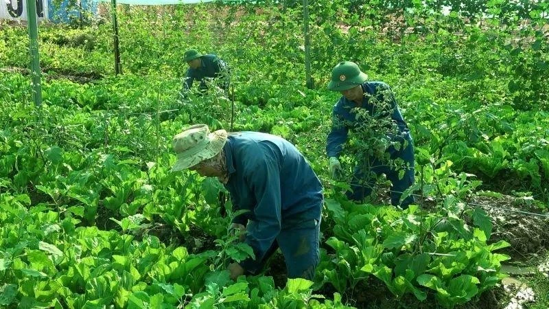 Des jardins potagers luxuriants du corps du génie de l’armée vietnamienne à Abyei. Photo gracieuseté de l’équipe de génie militaire n°3 du Vietnam