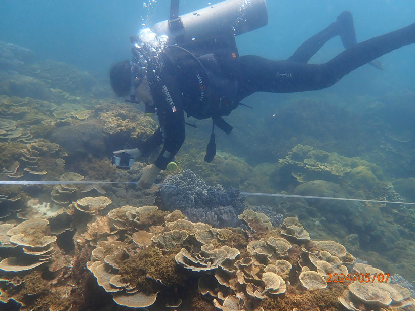Un plongeur inspecte un récif corallien à l’aide de ReefCloud au large des îles Chàm dans le cadre d'un programme de surveillance des récifs. Photo : Réserve naturelle de Cù Lao Chàm