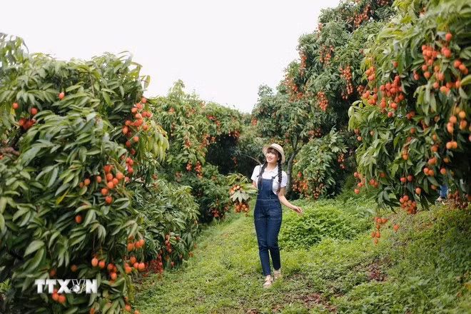 Une touriste visitant un verger de litchis à Bac Giang. Photo: VNA