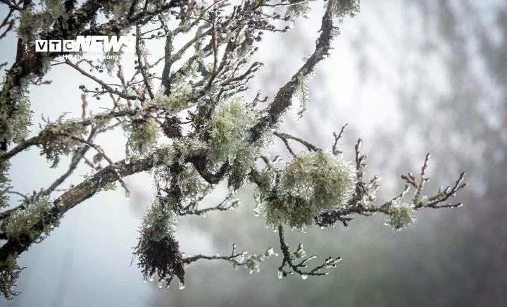 Une importante masse d’air froid se dirige vers le Vietnam et devrait toucher les régions du Nord et du Centre les 12 et 13 décembre, avec des températures chutant brutalement jusqu’à 5°C dans certaines zones. Photo: vtcnews