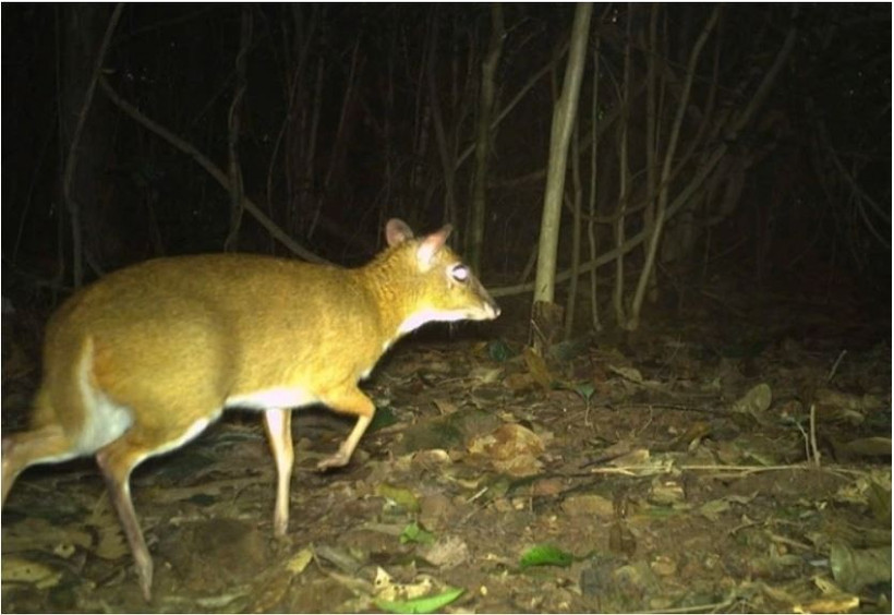 Un chevrotain photographiqué au parc national de Phong Nha-Ke Bàng. (Photo : Comité de gestion du parc national de Phong Nha-Ke Bàng