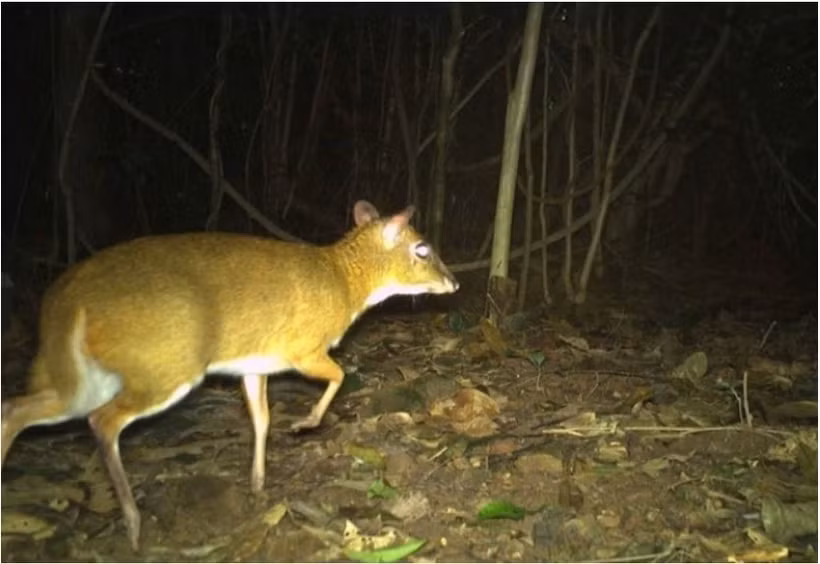 Un chevrotain photographiqué au parc national de Phong Nha-Ke Bàng. (Photo : Comité de gestion du parc national de Phong Nha-Ke Bàng