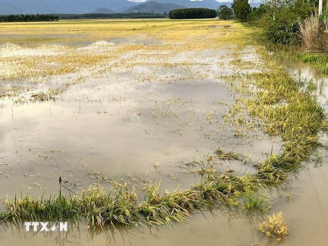 De nombreuses rizières de la commune de Nam Thành, province de Lâm Dông, ont été submergées par les inondations. Photo: VNA