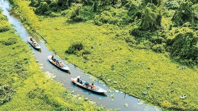 Au coeur du delta du Mékong, la forêt de melaleuca de Trà Su est un joyau naturel qui offre une parenthèse hors du temps; une invitation à la contemplation et à l’émerveillement face aux spectacles magnifiques de la nature. Photo: zone touristique de Trà Su
