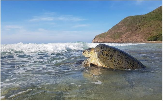 Une tortue regagne la mer au parc national de Côn Dao. Photo : VNA