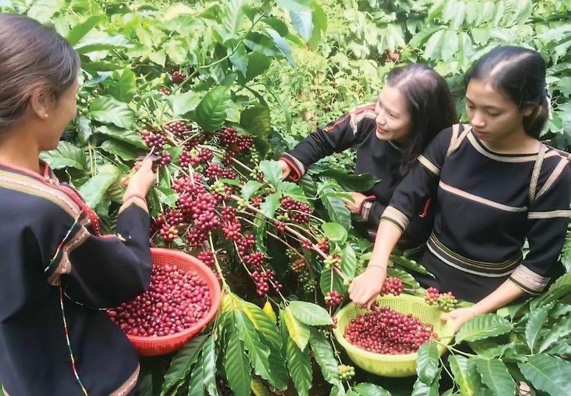 Dans une plantation de café à Buôn Ma Thuôt, dans la province de Dak Lak (Hauts Plateaux du Centre). Photo: VNA